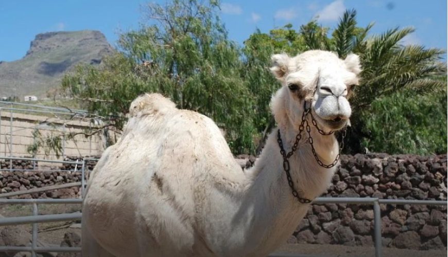Excursion to the camel park on the island of Tenerife. Camel ride