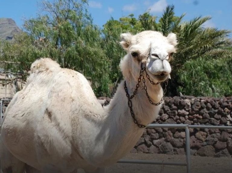 excursion-camel-park-island-of-Tenerife-camel-ride