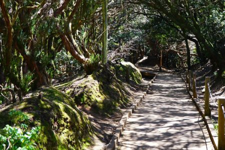 6 hiking routes for spring in Tenerife