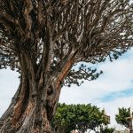 The Millennial Dragon Tree in Icod de los Vinos