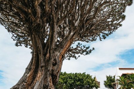The Millennial Dragon Tree in Icod de los Vinos: A Historic Symbol of the Canary Islands