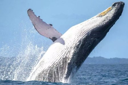 Whale watching in Tenerife: an unforgettable adventure in the ocean