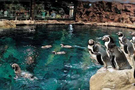 Loro Parque – the main zoo in Tenerife: a fascinating journey into the world of wildlife