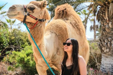 Excursion to the camel park on the island of Tenerife